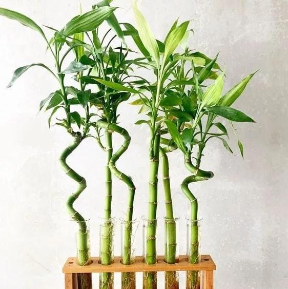Şans bambusu