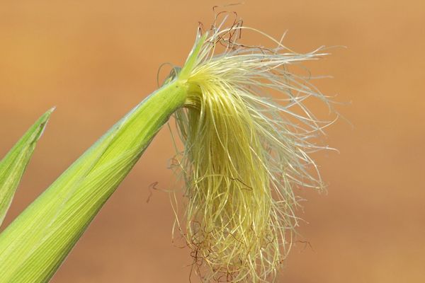 mısır püskülü çayı